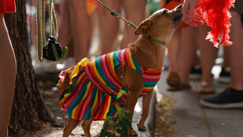 Cover Image for North Country Pride Plans First Pride Fest in Littleton